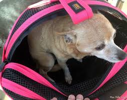 The sleepypod mobile pet bed is made of durable material called luggage grade ballistic nylon. Sleepypod Mobile Pet Bed A Stylish Pet Carrier Bed Car Seat All In One Petpalooza2 Miss Molly Says