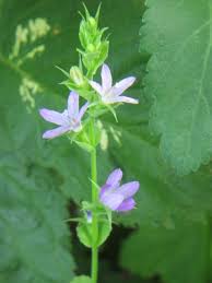 Image result for Campanulaceae