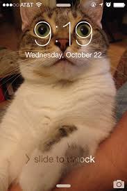 My Lock Screen Is Purrfect For Two Minutes A Day Imgur Funny Animal Jokes Funny Animal Memes Funny Cat Memes