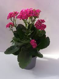 Kalanchoe Cultive A Belissima Flor Da Fortuna Na Sua Casa Flor Da Fortuna Flores Bonitas Canteiro De Flores
