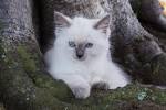 Ragdoll cat breeders - Ragdoll kittens for Sale in Ohio ...