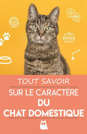 Le Chat Domestique Et Son Caractere Guide Complet En 2020 Chat Domestique Chat Comportement Chat