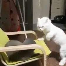 10 Best Cats And Kittens As Requested Turn Sound On Wait For It Cat Cats Kitty Meow Kitten Funny Animal Videos Funny Animals Funny Cat Videos