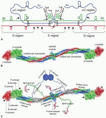 Image result for Fibrinogen