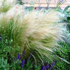 Image result for Polystachya tenuissima