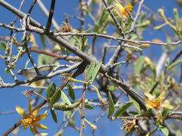 Image result for Grewia flava