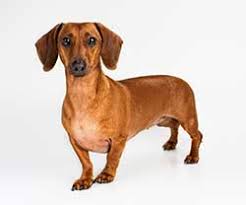 A person, especially a child, who complains or expresses disappointment or unhappiness…. French Translation Of Dachshund Collins English French Dictionary