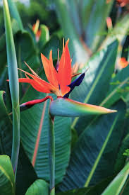 Bird Of Paradise Plant Varieties Australia An Old Macadamia Farm Redesigned Into A Tropical Garden Tropical Garden Birds Of Paradise Plant Australian Garden