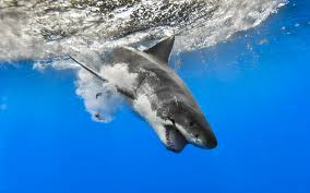We did not find results for: 5737675 1920x1200 Great White Shark Wallpaper Cool Wallpapers For Me