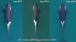 Sie sind die größten vertreter der delfinfamilie. Orcas Warum Es Den Killerwalen Kanadas Schlecht Geht Welt