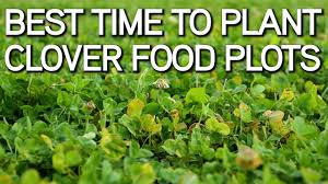 Killer food plots is the premier provider of whitetail deer food plot seed blends, whitetail deer feed, complete food plot installation and maintenance, attractants, cover scents and total services to. Best Time To Plant Clover Food Plots Youtube