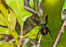Northern black widow spiders are rarely found indoors. What Are Black Widow Spiders