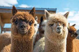 Image result for llama