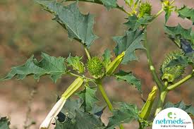 In his films, romero bred the zombie with the vampire, and what he got was the hybrid vigor of a ghastly plague monster. Datura Benefits Uses Formulations Ingredients Method Dosage And Side Effects