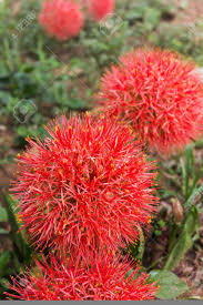 The after years mallet (12%)maiden's kiss (5%)remedy (0.4%) mortblossom blood flower blood flower mortblossom Red Flower Round Nature Yellow Blood Lily Blood Flower Paint Brush Amaryllidaceae Haemanthus Multiflorus Martyn Stock Photo Picture And Royalty Free Image Image 57524301