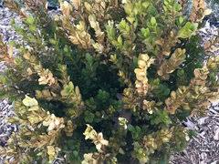 A heavy infestation can cause serious loss of leaves and result in the death of the boxwood. Will Yellow Winter Gem Boxwood Leaves Turn From Yellow To Green