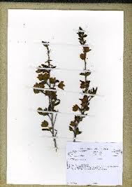 Image result for Ochna richardsiae