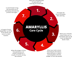 Check spelling or type a new query. All About Amaryllis Flowers Commonly Asked Questions Bulb Blog