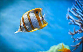 Fishing desktop backgrounds group (75+) src. Cool Fish Backgrounds Wallpaper Cave