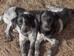 Black And White Blue Heeler Mix Heartlandfarm S Weblog Cute Animals Blue Heeler Dogs