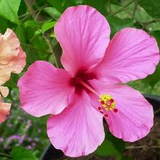 We did not find results for: Growing Hardy Hibiscus Henry Street Garden Centre