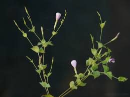 Image result for Canscora