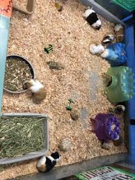 The animal house is located at united states of america, state of oregon, benton county. Animal House 39 Photos 34 Reviews Pet Stores 358 Warner Milne Rd Oregon City Or Phone Number Yelp