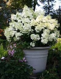 Check spelling or type a new query. Hydrangea Care Planting How To Grow Hydrangea Flowers Garden Design