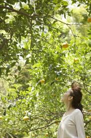 Why Do Lemon Tree Leaves Turn Yellow Meyer Lemon Tree Lemon Tree Pink Lemon Tree