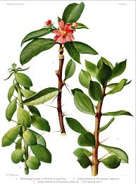 Image result for Pereskia