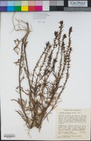 Image result for Stemodia serrata