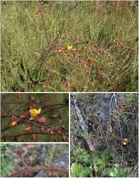 Image result for Zornia setosa