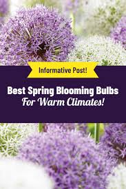Among the easiest plants to grow from seed, zinnias need protection from. Best Spring Flowers For Warm Climates In 2021 Fall Bulbs Planting Bulbs Spring Blooms