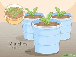 How to grow spinach indoors. How To Grow Baby Spinach 14 Steps With Pictures Wikihow