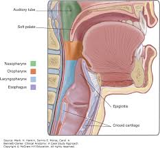 It is extremely important because every cell in the body depends on the hormones the thyroid produces to. Human Neck Anatomy Anatomy Drawing Diagram