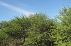 Image result for Eriochloa macclounii