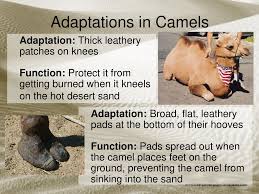This creature is well adapted to endure extreme levels of heat stress and arid conditions of the desert. Adaptations In Camels 5 10a Ppt Download