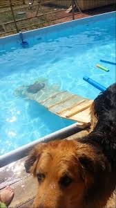 40 Awesome Dog Pool Ramps Images Dog Pool Dog Pool Ramp Dog Ramp