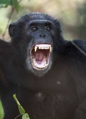 Chimps As Pets The Reality Jane Goodall Institute Uk