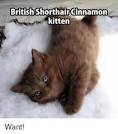 British Shorthair Kittens For Sale In Florida