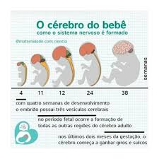 Quatro Semanas Apos A Fecundacao O Embriao Tem Apenas Quatro Milimetros Mas Ja Possui Um Sistema Nervoso Com Tre Maes De Primeira Viagem Embriao Dicas De Bebe