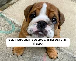 Our babies are raised with love and care, their parents were carefully. 8 Best English Bulldog Breeders In Texas 2021 We Love Doodles