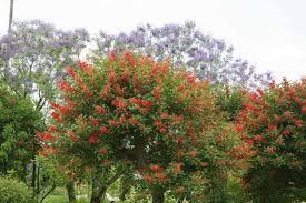 Image result for Erythrina excelsa