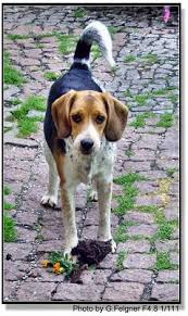 Wenn Der Hund Im Garten Hilft Beagle Hunde Tiere