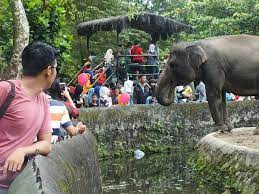 Many of the animals in the zoo are endangered and threatened from all parts of indonesia and the rest of the world. Panduan Lengkap Wisata Kebun Binatang Gembira Loka Yogyakarta
