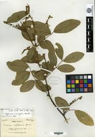 Image result for Tephrosia aequilata