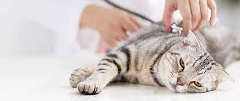 Beberapa hal yang disiapkan untuk merawat kucing makanan kucing untuk memberikan makanan kucing kita harus cara merawat kucing yang selanjutnya yaitu dengan menggunakan baby oil dan kapas. Cara Merawat Kucing Demam