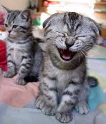 Flea Treatments For Kittens Under 12 Weeks Ehow Funny Animal Pictures Funny Animals Funny Cats And Dogs