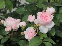 Cinderella is the titular protagonist of disney's 1950 animated feature film of the same name. Strauchrose Cinderella Schonste Rosen Expertenwissen