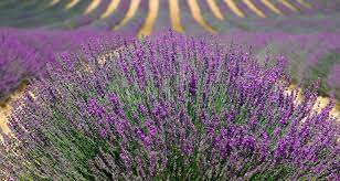 Atelier saveur et senteur, groupes folkloriques, produits de la lavande. En Aout La Lavande Est En Fete A Digne Les Bains Du 02 08 2019 Au 24 08 2019 Digne Frequence Sud Fr